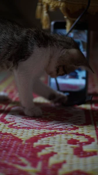 Photo Taken Padang Indonesia June 2021 Photo Cute Kittens Playing — Stock Photo, Image