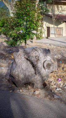 Padang, Endonezya 23 Temmuz 2021. Kuru bir yolda ahşap ve büyük kökler görebilirsiniz.