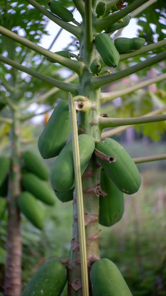 Padang Indonesien Juli 2021 Kan Ung Papaya Trädet Grön — Stockfoto