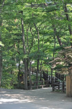 Şilla Hanedanlığı döneminden kalma Kore Budist tapınağı. Haeinsa Tapınağı 'na giden orman yolu, Gaya Dağı, Gayasan Ulusal Parkı, Güney Kore.