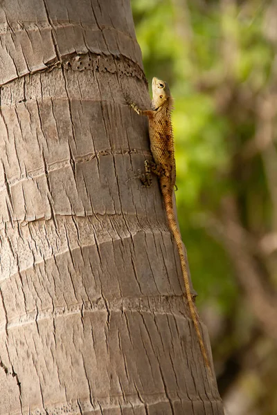 Maledivische Eidechse Auf Einer Palme — Stockfoto