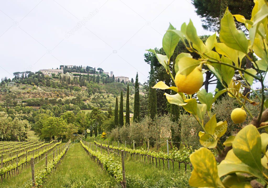 Tuscany vineyards and lemon tree