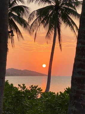 Plajda pembe gün batımı ve palmiye ağaçları.