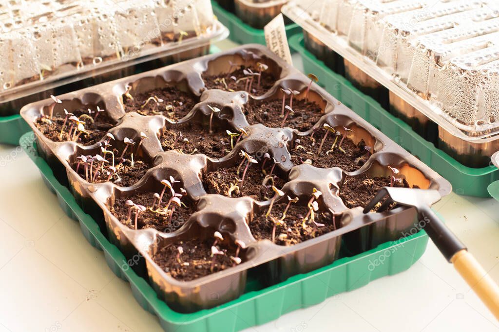 Mini greenhouse. Growing basil on a windowsill.