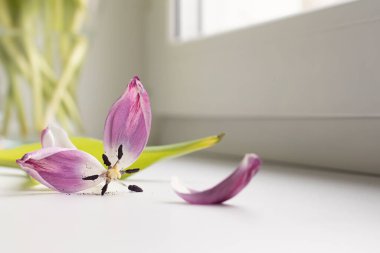 Pencere kenarında yaprakları dökülmüş solmuş bir çiçek..