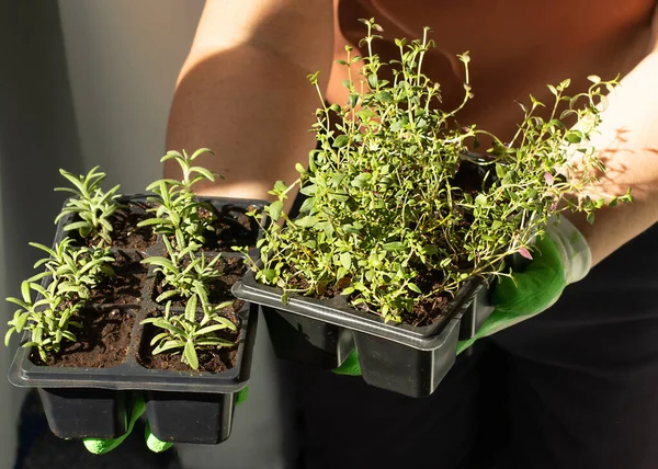 Piantagione primaverile e orticoltura. Attrezzi da giardinaggio. Scatole di timo e rosmarino. — Foto Stock