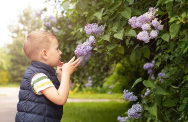 Küçük çocuk leylak çalısı kokluyor. Mevsimlik çiçeklenme ve alerji kavramı