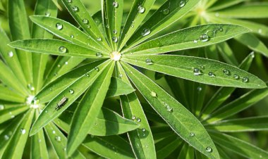 Lupine yapraklarında yağmur damlaları olan doğal çiçek arkaplanı