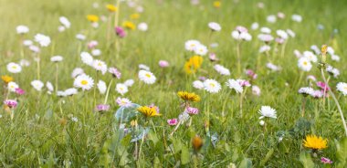Bahar çiçekleri ve sabun köpüğü olan doğal bir arka plan. Yumuşak odak