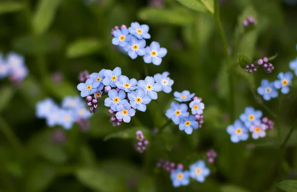 Естественный фон с синими цветами — стоковое фото