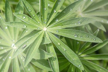Lupine yapraklarında yağmur damlaları olan doğal çiçek arkaplanı