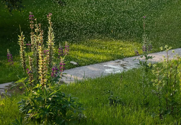 Lupine kwiat i spray deszczu — Zdjęcie stockowe