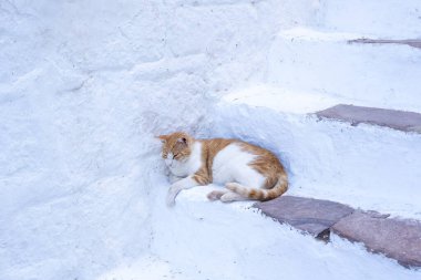Yunanistan 'da kar beyazı bir merdivende beyaz, kırmızı, tembel bir kedi yatıyor