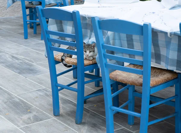 Zauważony grecki kot leży na niebieskim krześle w tawernie — Zdjęcie stockowe