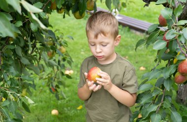Bahçeden armut toplayan küçük sarışın çocuk. Sonbahar meyve hasadı