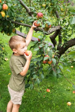 Bahçeden armut toplayan küçük sarışın çocuk. Sonbahar meyve hasadı