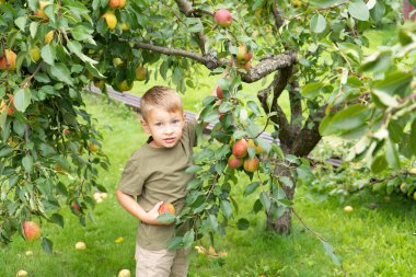 Bahçeden armut toplayan küçük sarışın çocuk. Sonbahar meyve hasadı