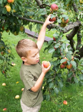 Bahçeden armut toplayan küçük sarışın çocuk. Sonbahar meyve hasadı