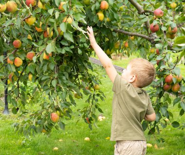Bahçeden armut toplayan küçük sarışın çocuk. Sonbahar meyve hasadı