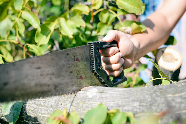 Man cutting a wood tree with a hand saw on green outdoors
