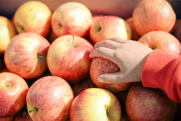 Primer plano de la mano de los niños tomando manzana. Exhibición de la tienda llena de manzanas rojas amarillas en caja púrpura . — Foto de Stock