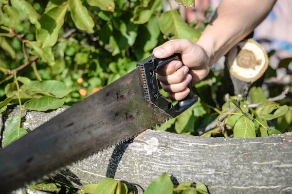 Homem cortando uma árvore de madeira com uma serra de mão em verde ao ar livre — Fotografia de Stock