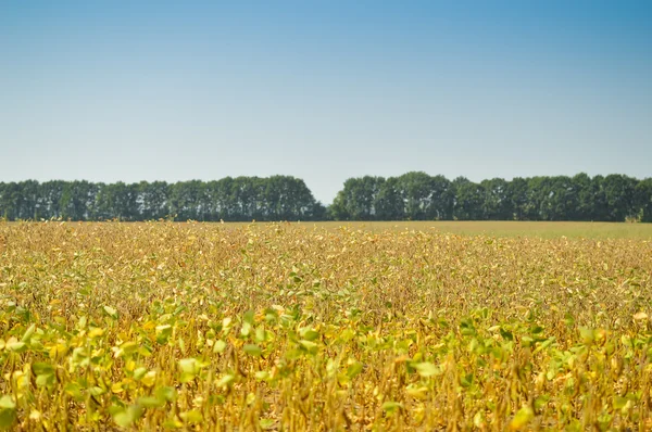 Imagen del campo de frijoles en la época de cosecha. Plantas con vainas rasgadas sobre fondo borroso del campo de verano . —  Fotos de Stock