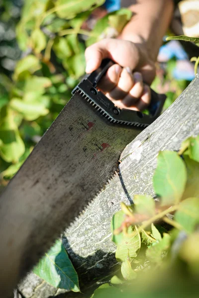 Homem cortando uma árvore de madeira com uma serra de mão em verde ao ar livre — Fotografia de Stock