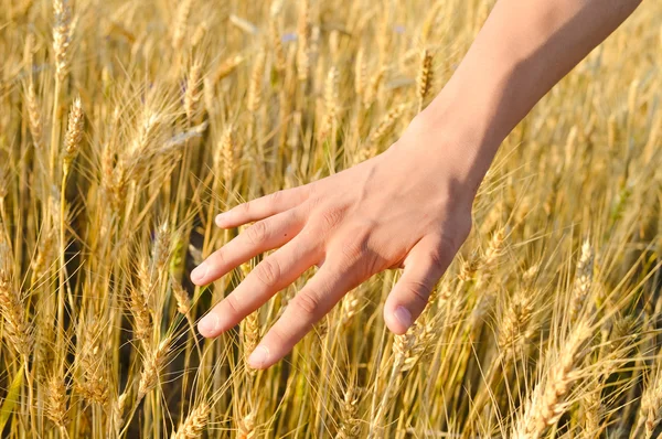 Harvest concept of hand touching wheat ears — Stockfoto