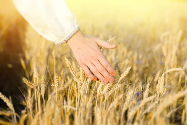 Hand touching barley stems on golden field — Stock Photo, Image