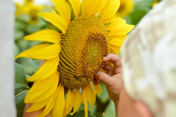 Close up on child hand drawing smile to sunflower