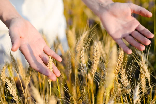 Hands with wheat on sunny day outdoors background, close up picture — Stockfoto