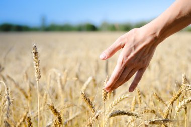 Hand with wheat on sunny day outdoors background, close up picture