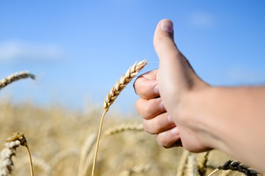 thumb up hand with wheat on sunny day outdoors background, close up picture