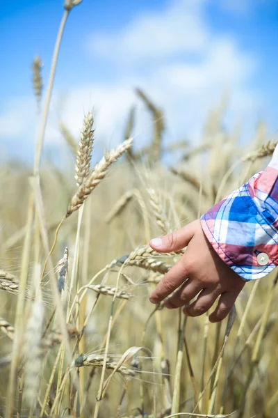 Fechar a mão da criança tocando picos de trigo no campo de verão — Fotografia de Stock