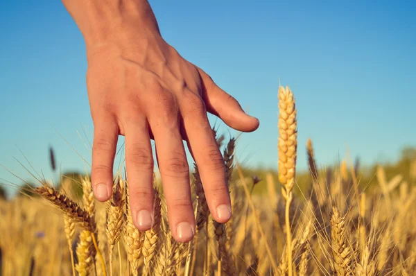 Hand with wheat on sunny day outdoors background, close up picture — Stockfoto