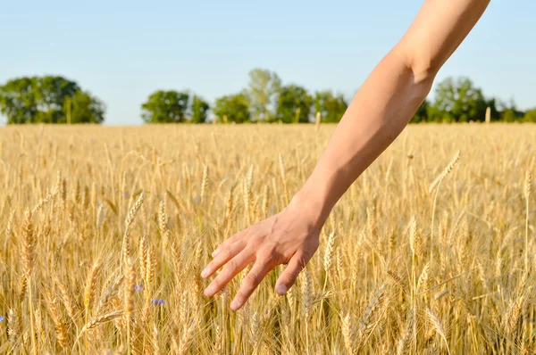 Hand with wheat on sunny day outdoors background, close up picture — ストック写真