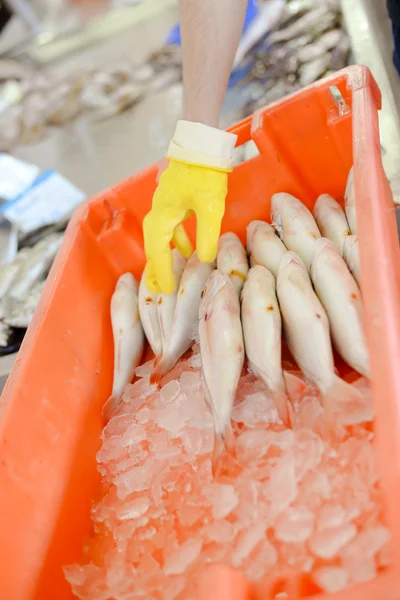 Main dans le gant jaune prendre du poisson dans la glace du conteneur — Photo