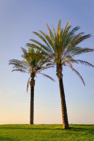 Zwei Palmen stehen auf grünem Gras im Sonnenlicht — Stockfoto