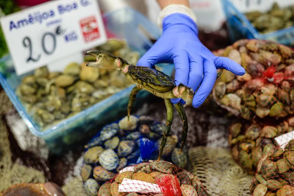 Seller in blue glove demonstrating alive crab at seafood stand — Stockfoto