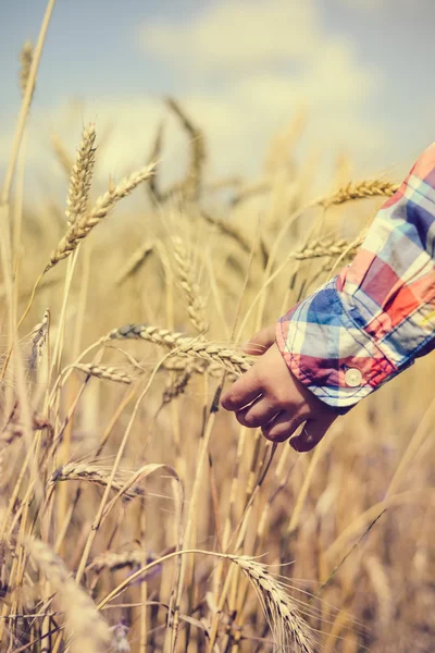 Closeup of child hand holding golden wheat spike in field — Stok fotoğraf