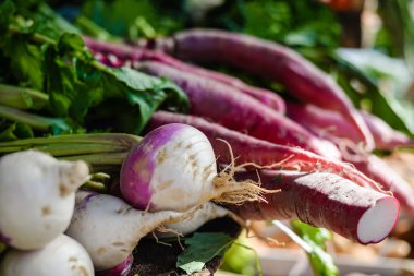 Taze yuvarlak şekli ve uzun şekil turp yaprakları ile hasat