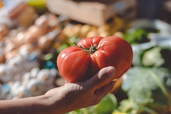 Comprador sosteniendo en la mano gran tomate maduro rojo con scape — Foto de Stock