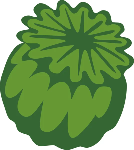 Зелений Мак голова — стоковий вектор