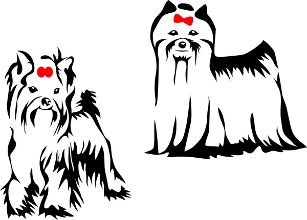 Yorkshire o terrier sedoso — Vector de stock