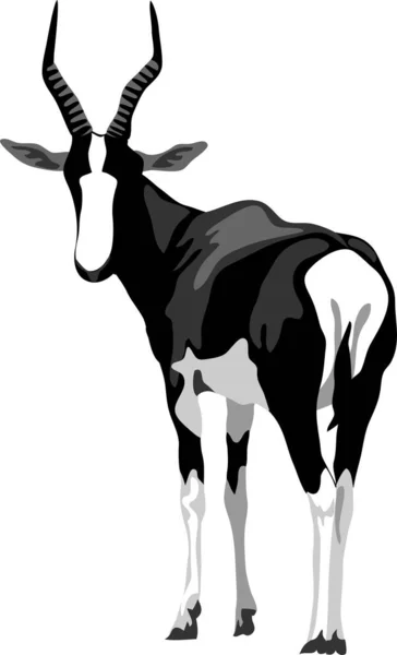 Bontebok Antilope Graustufenvektorillustration — Stockvektor