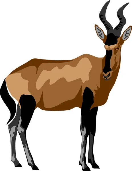 Rode Hartebeest Illustratie Van Kleurvector — Stockvector