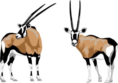 Gemsbok - colour vector illustration clipart