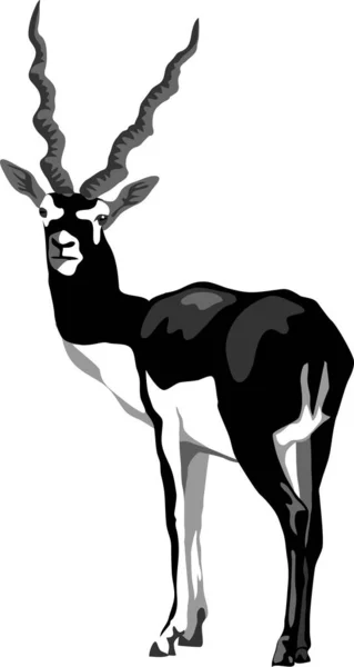 Blackbuck Ilustração Vetorial Escala Cinza — Vetor de Stock