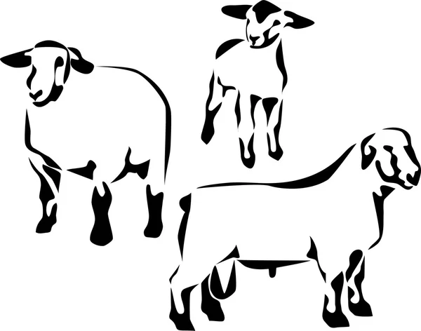Skopové ovce — Stockový vektor